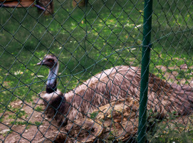 #Solibund #porz #emus# wildlife #vögel - Emus sind freundlich - EMU-Galerie :)