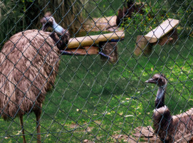 #Solibund #porz #emus# wildlife #vögel - ... neugierig - EMU-Galerie :)