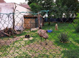 #Solibund #porz #emus# wildlife #vögel - ... - EMU-Galerie :)
