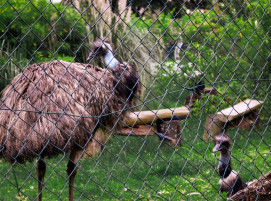 #Solibund #porz #emus# wildlife #vögel - ...gesellig - EMU-Galerie :)