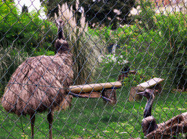 #Solibund #porz #emus# wildlife #vögel - EMU-Galerie :)